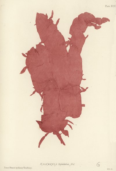 İngiliz Deniz Yosunu (doğa baskılı) by English School